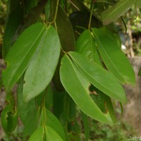 Cynometra cauliflora L.